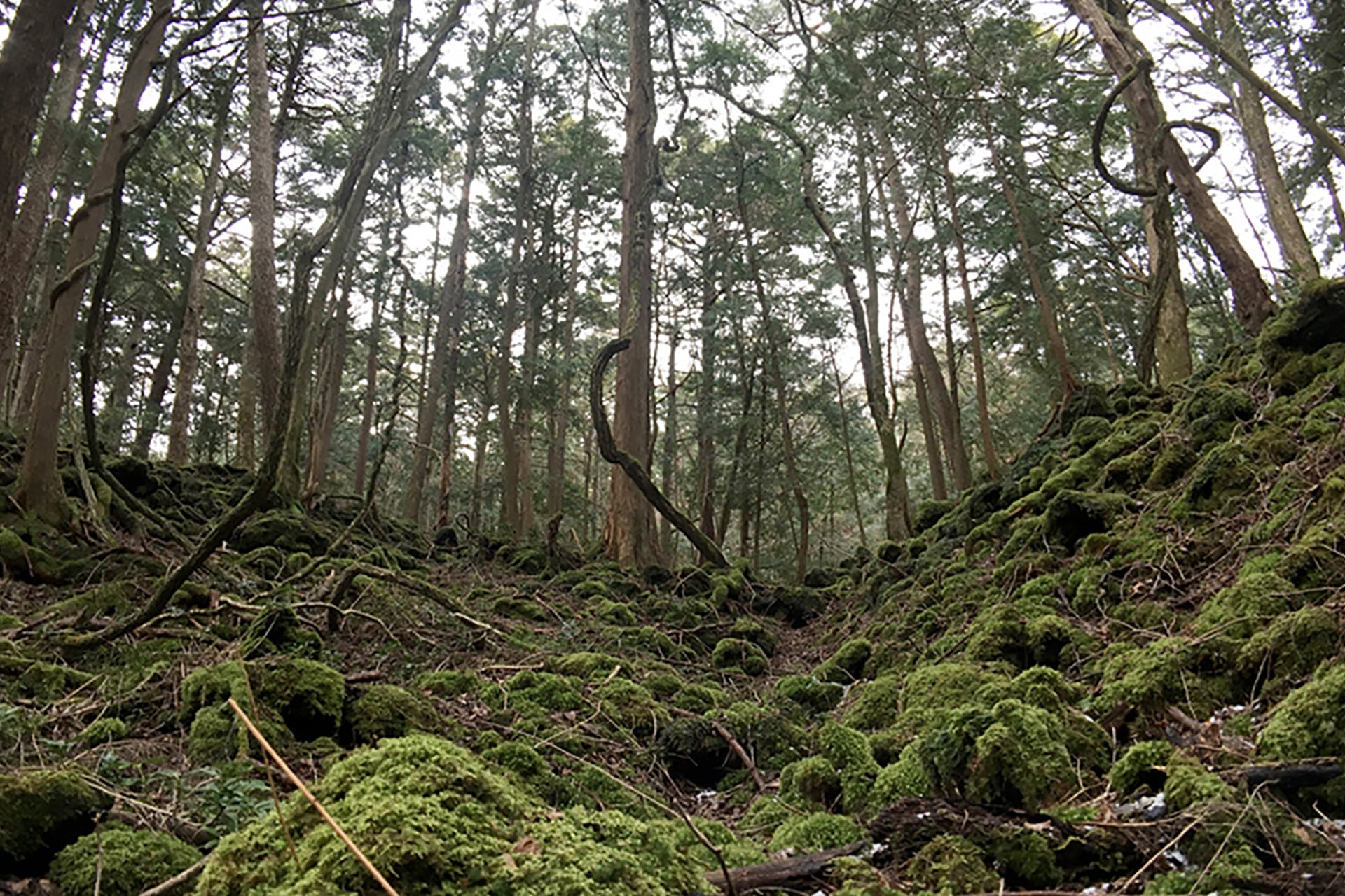Road Trip with tokyo grapher<br>早春の富士五湖を巡る旅 Vol.3